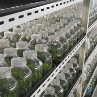 生产销售玻璃菌种瓶等系列组培瓶