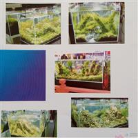 水草造景魚缸值得信賴|哪兒能買