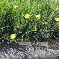 1.8超白玻璃在南玻有供應(yīng)