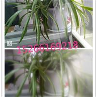 廠(chǎng)家防眩光玻璃、高透光玻璃